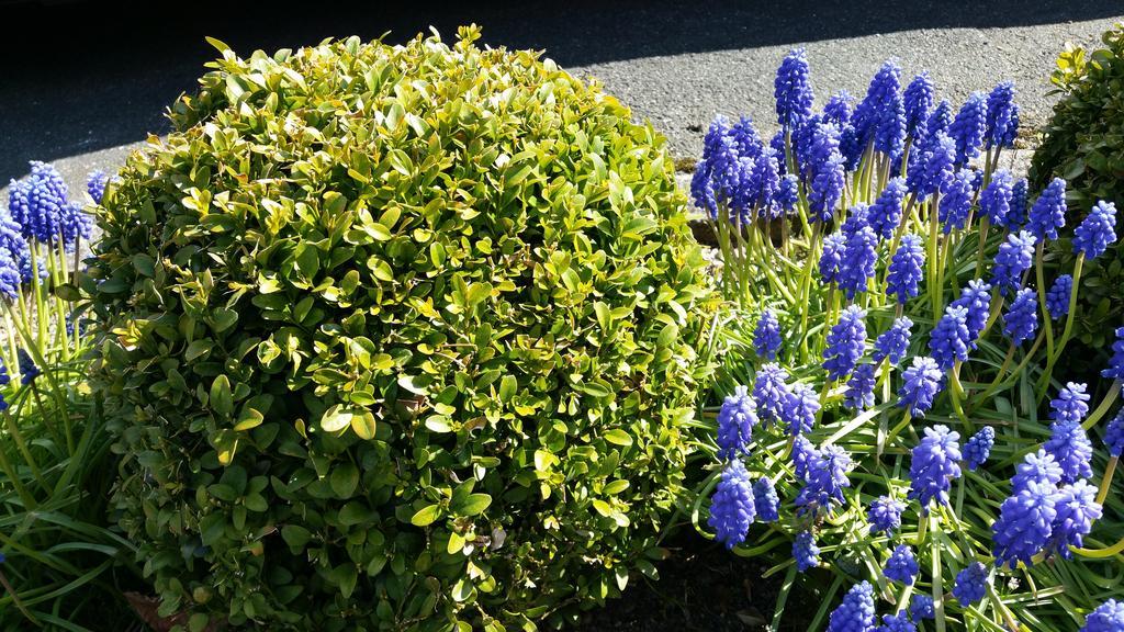 Orchidee Altenau Exteriör bild